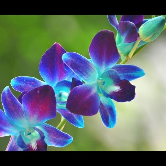 Meet your Posher, Kara - Picture 1 of 1